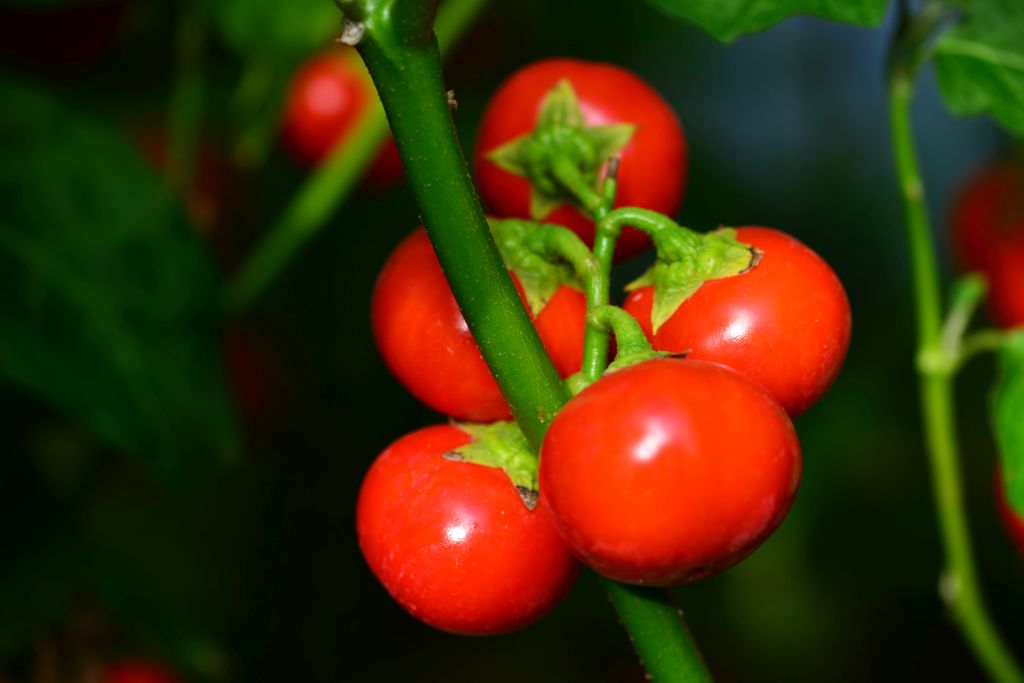 Solanum uporo